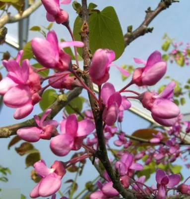Produktbild von Cercis siliquastrum - Judasbaum - Herzbaum - Liebesbaum - 40-60cm
