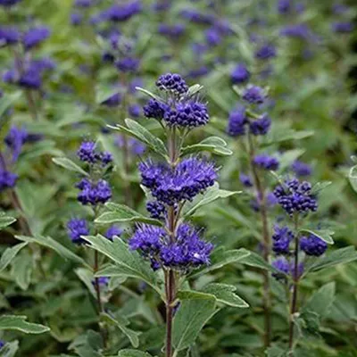 Immagine prodotto di 2 x  Caryopteris clandonensis 'Grand Bleu'  | 30-40 cm in vaso