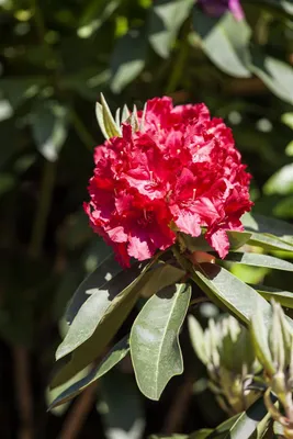 Produktbild von Rhododendron Hybr. 'Roter Korsar', rot, 30–40 cm