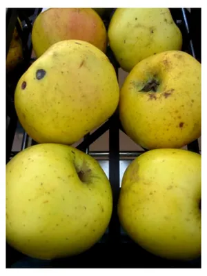 Produktbild von Herbstapfel Bremer Doodapfel - Malus domestica - 140-150 cm
