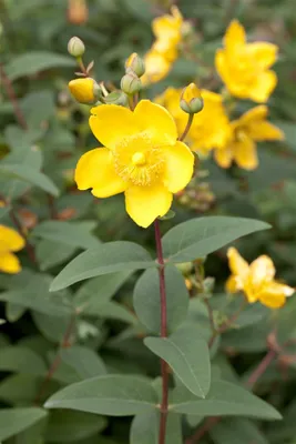 Produktbild von Hypericum moserianum, Johanniskraut, gelbe Blüten, 20–30 cm