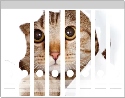 Produktbild von Wallario Ordnerrücken Sticker, selbstklebend für schmale Ordner, 8 Stück, Motiv Katze mit Blick nach vorn
