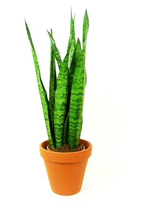 Obrázok produktu pre Gardners Sansevieria zeylanica, priemer 12 cm