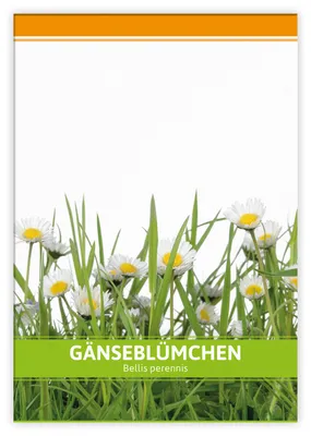 Produktbild von Gänseblümchen für Werbezwecke | Gänseblümchensamen von FLORTUS