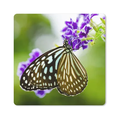 Produktbild von MuchoWow® Mauspad Mousepad Lavendel - Schmetterling - Botanisch 20x20 cm - Mousepads - Maus Mat - Pad - Mausunterlage - Desk Mat - Bureauartikeln
