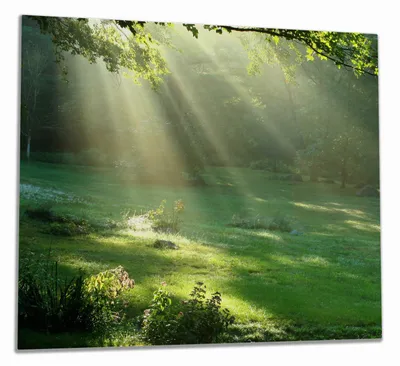 Produktbild von Wallario Herdabdeckplatte aus Glas, Größe 60 x 52 cm 1-teilig, Motiv Sonnenstrahlen im Wald