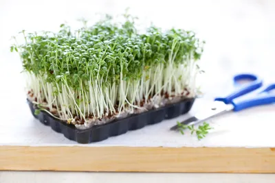 Immagine prodotto di 500 g di semi di crescione da giardino Lepidium Sativum Organic Semi di erbe da cucina da giardino