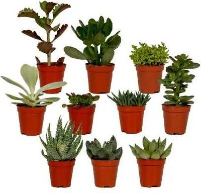 Produktbild von Sukkulenten Mix – 10 Pflanzen – Verschiedene Arten – Aloe Vera, Echeveria, Kalanchoe, Sedum – Zimmerpflanzen im Topf – Ø5,5cm – ↕7cm