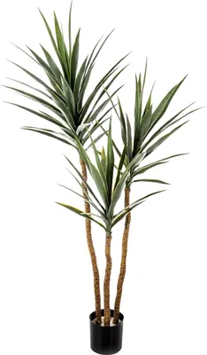 Produktbild von aplanta Künstliche Yucca – Talandra | 150 cm, für drinnen, Kunstbaum, wie echt, Allergiker geeignet, pflanzliche Dekoration Praxis, Office & Wohnzimmer