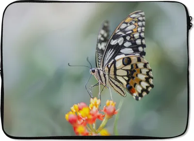 Produktbild von MuchoWow® Laptop Hülle 14 ZollSeiten Schmetterling auf Blume Laptoptasche - Laptoptasche - Stoßsicher - Schutzhaube