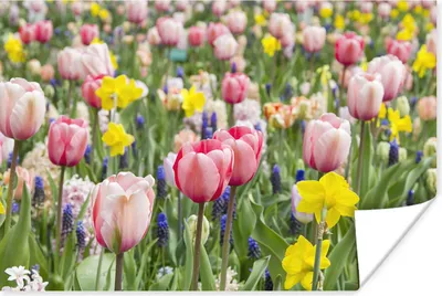 Produktbild von MuchoWow® Poster Tulpengarten 30x20 cm - Plakate - Print