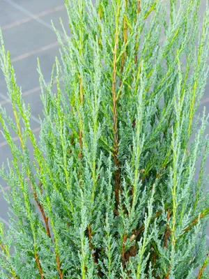 Image de Genévrier bleu de cyprès Juniperus scopulorum 'Blue Arrow' 100 - 125 cm