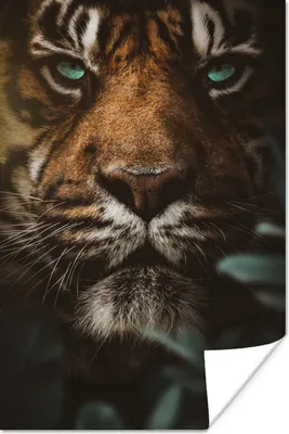 Produktbild von MuchoWow® Poster Tiger - Dschungel - Pflanzen 20x30 cm - Papierdruck