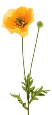 Produktbild von Blume Seidenblume Mohnblume mit Knopse gelb