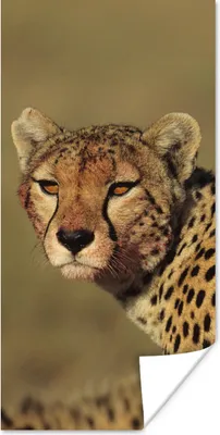 Produktbild von MuchoWow® Poster Gepard in der Savanne 20x40 cm - Plakat - Foto
