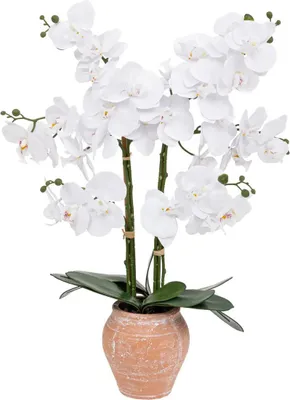 Produktbild von Atmosphera Kunstliche Pflanze Orchidee - weise Bluten - im Topf - 65 cm