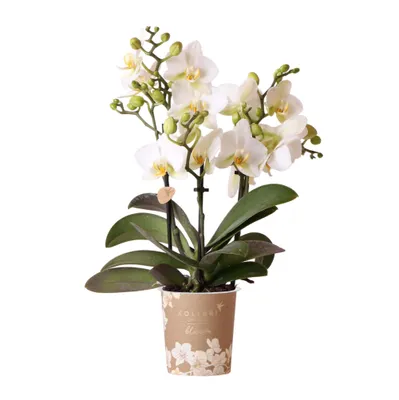 Obrázek produktu pro Kolibri Orchids – bílá orchidej Phalaenopsis „Lausanne“, velikost květináče 9 cm, kvetoucí pokojová rostlina přímo od pěstitele