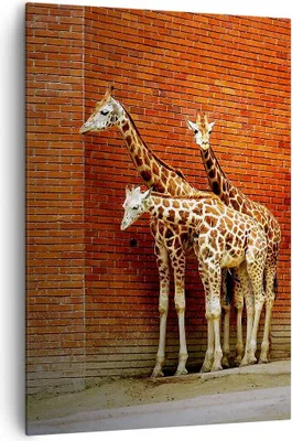 Produktbild von Bild auf Leinwand - Leinwandbild - Einteilig - Tiere Giraffen Zoo Familie - 70x100cm - Wand Bild - Wanddeko - Wandbilder - Leinwanddruck - Wanddekoration - Leinwand bilder - Wandbild - PA70x100-2643