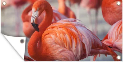 Produktbild von MuchoWow® 80x40 cm Outdoor-Poster Gartendeko Sichtschutz Garten Poster für den Garten  Flamingo - Vogel - Tiere - Rosa