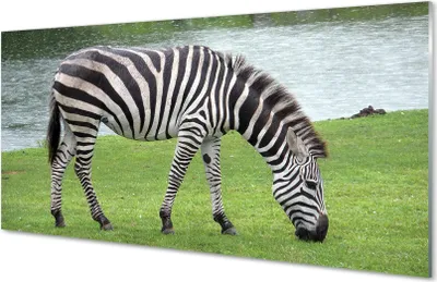 Produktbild von Glasbilder 100x50 Wandkunst Zebra