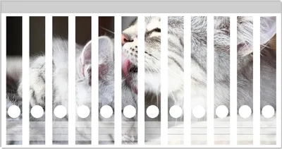 Produktbild von Wallario Ordnerrücken Sticker, selbstklebend für schmale Ordner, 12 Stück, Motiv Süße kleine getigerte Katzenbabys