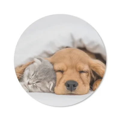 Produktbild von MuchoWow® Mauspad Mousepad Haustiere - Hund - Katze - Decke 20x20 cm - Mousepads - Maus Mat - Pad - Mausunterlage - Schreibtischmatte