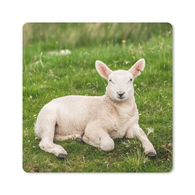 Produktbild von MuchoWow® Mauspad Mousepad Schafe - Tiere - Lamm 20x20 cm - Mousepads - Maus Mat - Pad - Mausunterlage - Desk Mat - Bureauartikeln