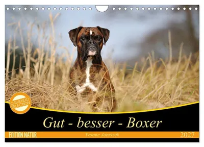Produktbild von Gut - besser - Boxer (Wandkalender 2027 DIN A4 quer), CALVENDO Monatskalender