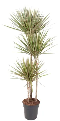 Produktbild von Zimmerpflanze - Dracaena Bicolor - Drachenbaum - Für Halbschatten - Für helle Standorte ohne direkte Sonne - Topf Ø24cm - Höhe 150cm