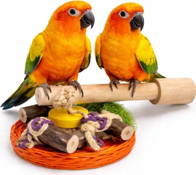 Immagine prodotto di Java Pogo with Toys S - Un pezzo unico di natura per pappagalli piccoli e medi