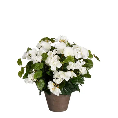 Produktbild von Mica Decorations Begonien Kunstpflanze im Blumentopf Stan - H37 x Ø36 cm - Weiß