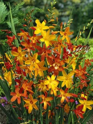 Produktbild von Kleinblumige Montbretien (Crocosmia) Mischung Gr. 6/7 (10 Blumenzwiebeln) winterhart
