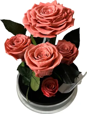Produktbild von Garten im Glas - 5 konservierte rosa Rosen