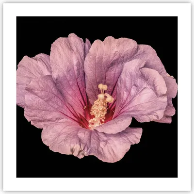 Produktbild von Poster - Poster ohne Rahmen - Hibiskus Blume Rosa - 50x50 cm - Wand Bild - Wanddeko - Wandbilder - Kunstposter - Wandposter - Bilder - Kunstdruck - Wanddekoration - Wandbild - P2XAC50x50-4481