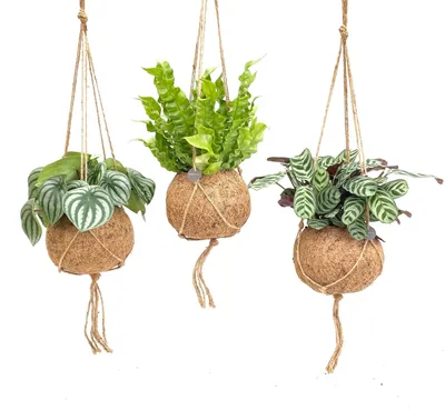 Immagine prodotto di Kokodama Jungle Mix | 3 pezzi - 28cm - Ø17cm - Pianta d'appartamento - Sempreverde - Multideal