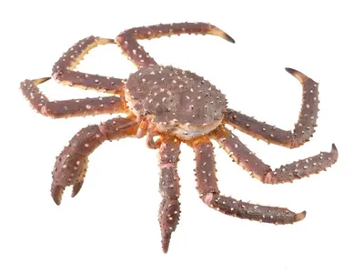 Obrázok produktu pre COLLECTA Krab kráľovský - (XL)