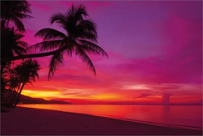 Produktbild von Wallario selbstklebendes Poster - Abendrot unter Palmen - pinker Himmel am Strand, Größe: 61 x 91,50 cm