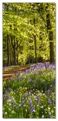 Produktbild von Wallario selbstklebende Türtapete 93 x 205 cm - Blaues Hasenglöckchen im Sommerwald - Abwischbar, rückstandsfrei zu entfernen