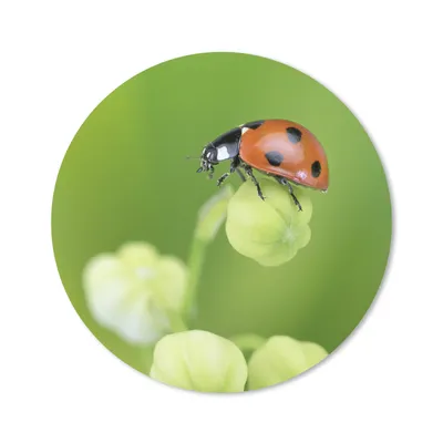 Produktbild von MuchoWow® Mauspad Mousepad Frühling Marienkäfer 20x20 cm - Mousepads - Maus Mat - Pad - Mausunterlage - Schreibtischmatte