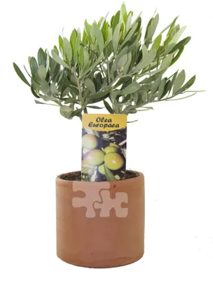 Obrázek produktu pro Olivovník olivový v hliněném květináči cca 30 cm nejlepší kvality v terakotovém květináči