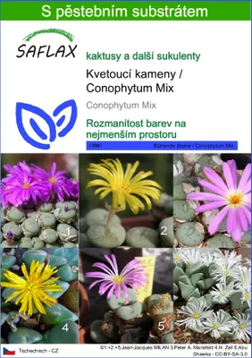 Obrázek produktu pro SAFLAX - Kvetoucí kameny / Conophytum Mix - Conophytum Mix - 40 Semena - S pěstebním substrátem bez klíčků