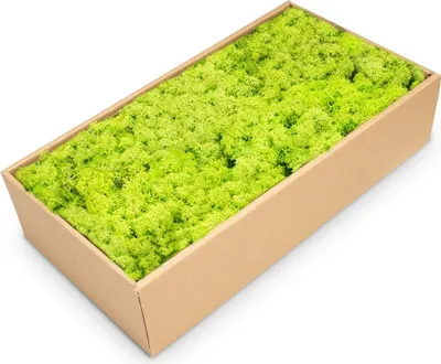 Produktbild von Islandmoos 500g in 30 Farben – Konserviertes Rentiermoos Natur, Farbe:Grasgrün light