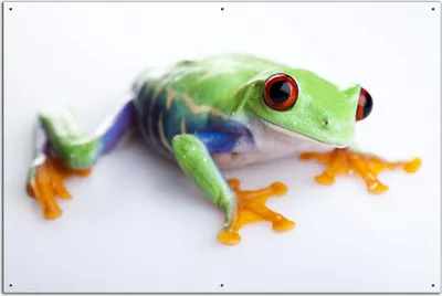 Produktbild von Wallario Outdoor-Poster für Garten oder Balkon, Motiv Lustiger Frosch in grün und orange, in ca. 61 x 91,50 cm