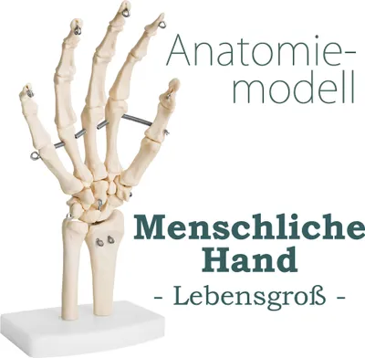 Produktbild von Anatomie Skelett Mensch Modell Skelett Hand Lebensgroß Fingerknochen Anatomisches Modell der Menschlichen Hand mit Beweglichem Gelenken Knochen Gelenke MedMod