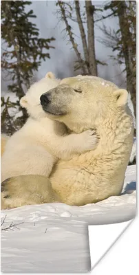 Produktbild von MuchoWow® Poster Eisbär - Schnee - Höhle - Jungtier 40x80 cm - Dekoration