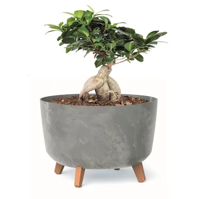 Produktbild von Blumentopf mit Füßen Pflanzkübel D 39 cm hell Grau Kunststoff Töpfe mit Einsatz Beton Optik Übertöpfe Geldbaum Kakteen Gummibaum