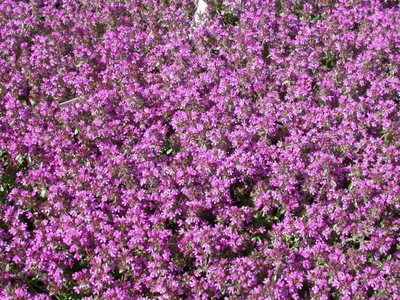 A close-up view of a dense carpet of small purple flowers.