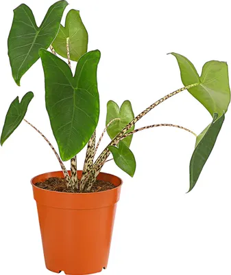 Produktbild von Dehner Pfeilblatt, Alocasia zebrina, gestreifte Stängel, 60-70 cm inkl. Pflanztopf, Ø Topf 15 cm, Zimmerpflanze