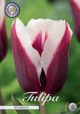 Artikelbild 2 von 'Tulpe Spitsbergen (7 Stück)' aus der Kategorie Tulpenzwiebeln