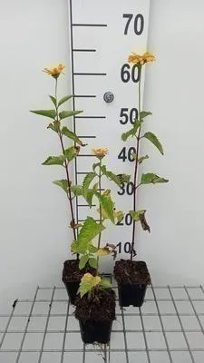 Produktbild von 6 x  Heliopsis hel. 'Summer Sun' - Heliopsis - Topf 9 x 9 cm